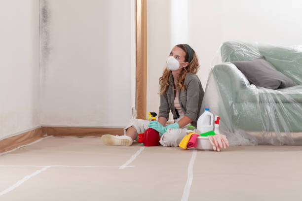 Reliable Black Mold Remediation contractor in Windsor, IL by Mold Remediation HQ
