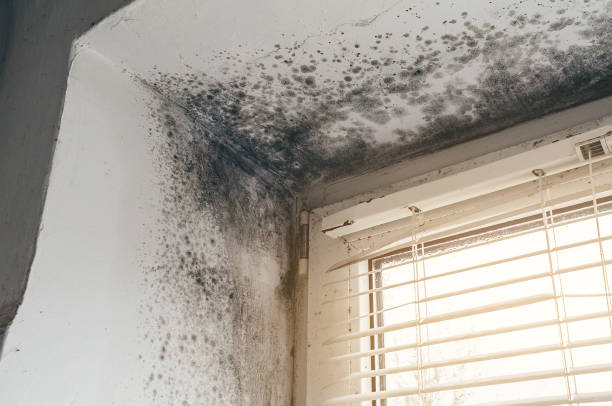 Affordable Black Mold Remediation solutions in Windsor, IL